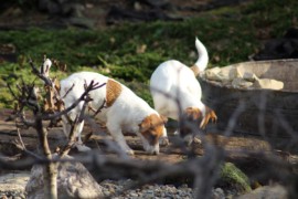 IMG 4526